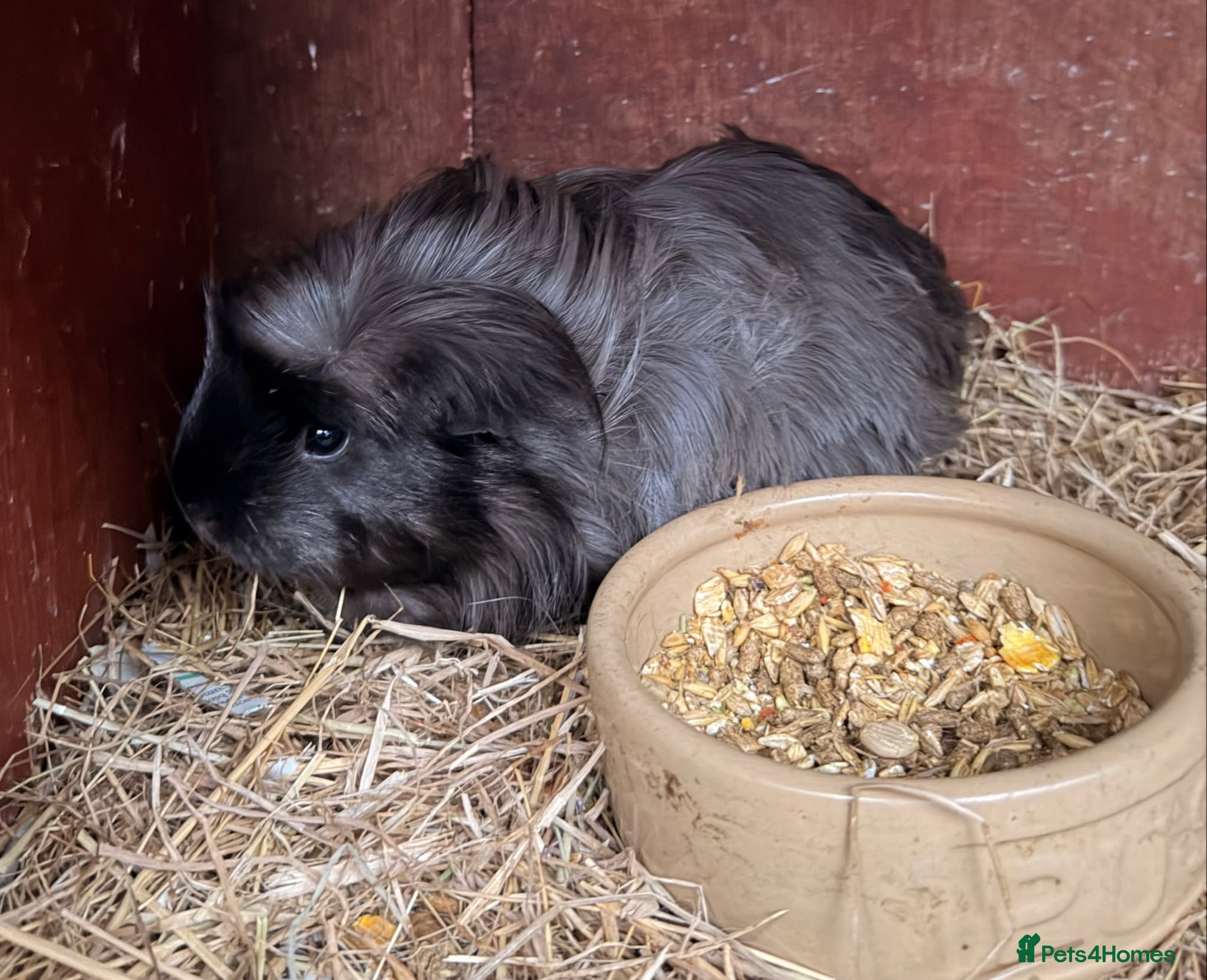 Guinea Pig rodents Exceptional show line civvies  - Advert 2
