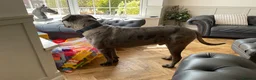 Cane Corso dogs for sale: Cane corso male 18 months old  in Sutton Coldfield - Advert 3