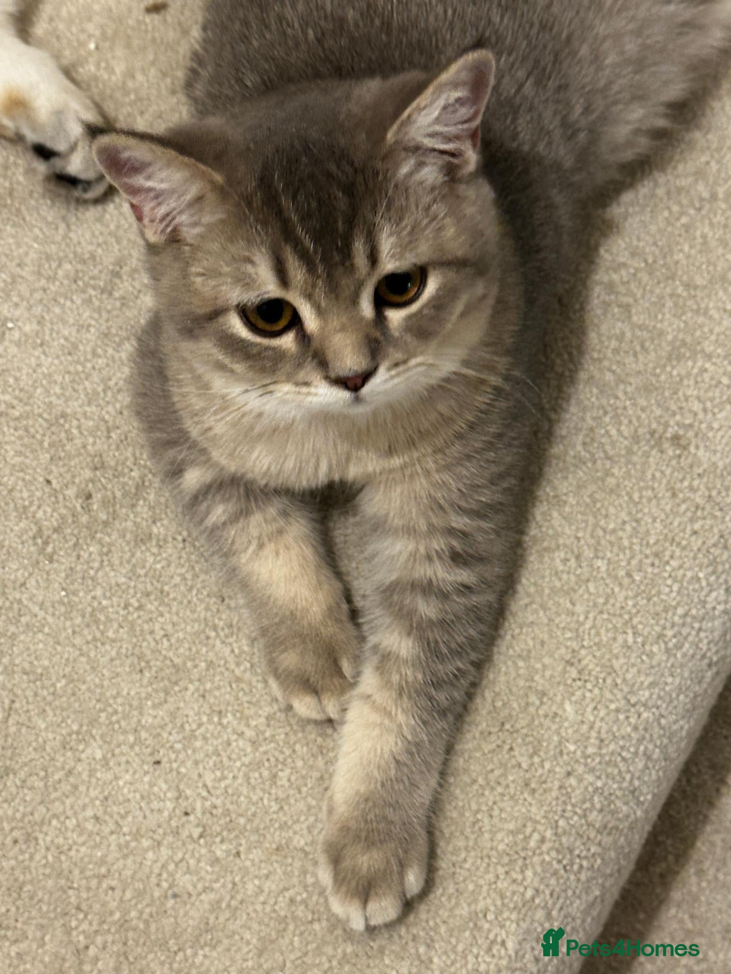 British Shorthair cats Handsome BSH Blue Golden Ticked (ay 25) - Male - Advert 6
