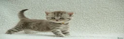 British Shorthair cats for sale: Gccf registered British Shorthair silver tabby's  - Advert 20