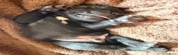 Mixed Breed dogs for sale: Staffordshire bull terrier X Cane corso puppies in Camberley - Advert 12