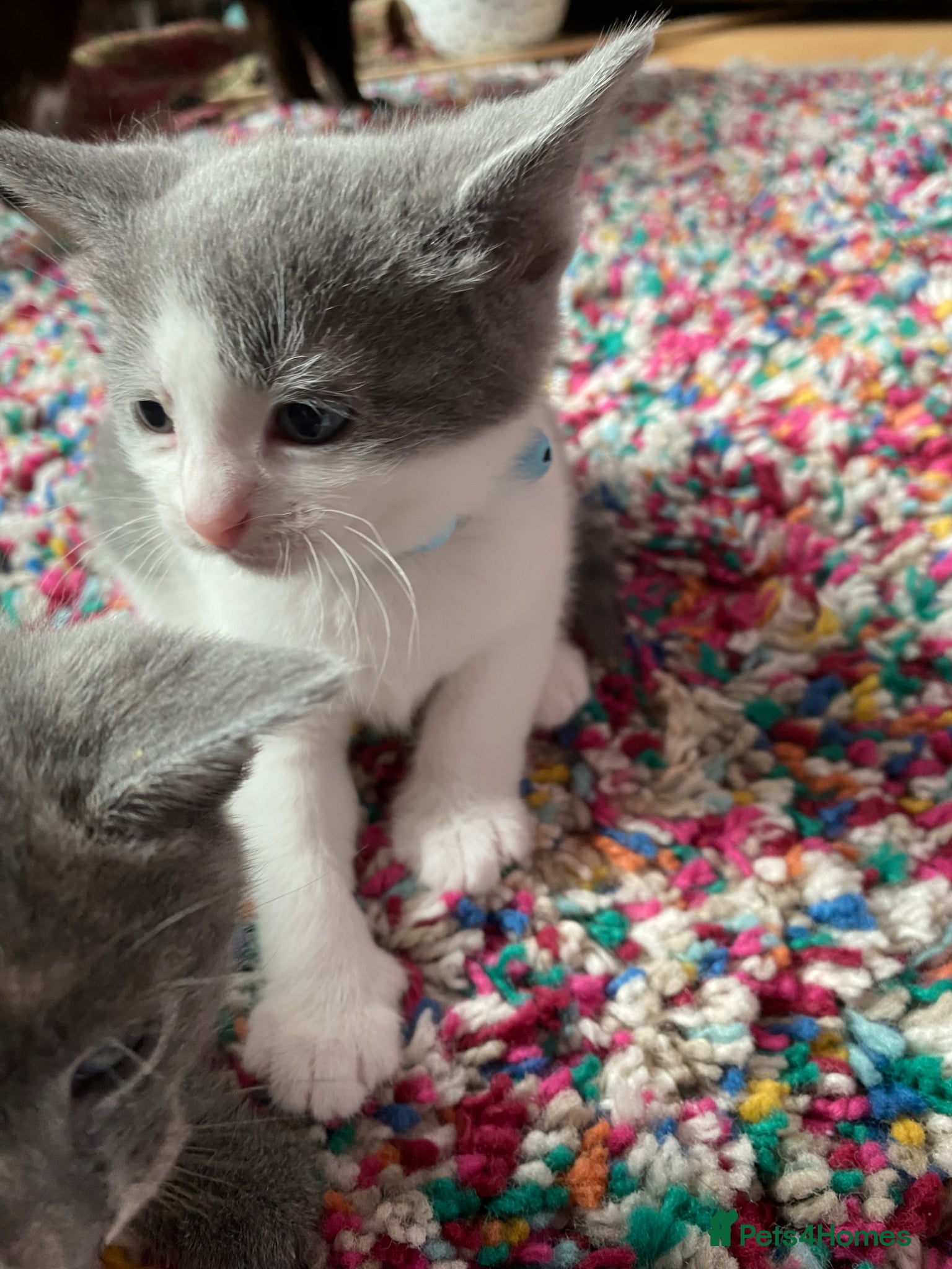 Domestic Shorthair cats for sale: Beautiful grey, grey/ginger & grey/white kittens - Advert 6