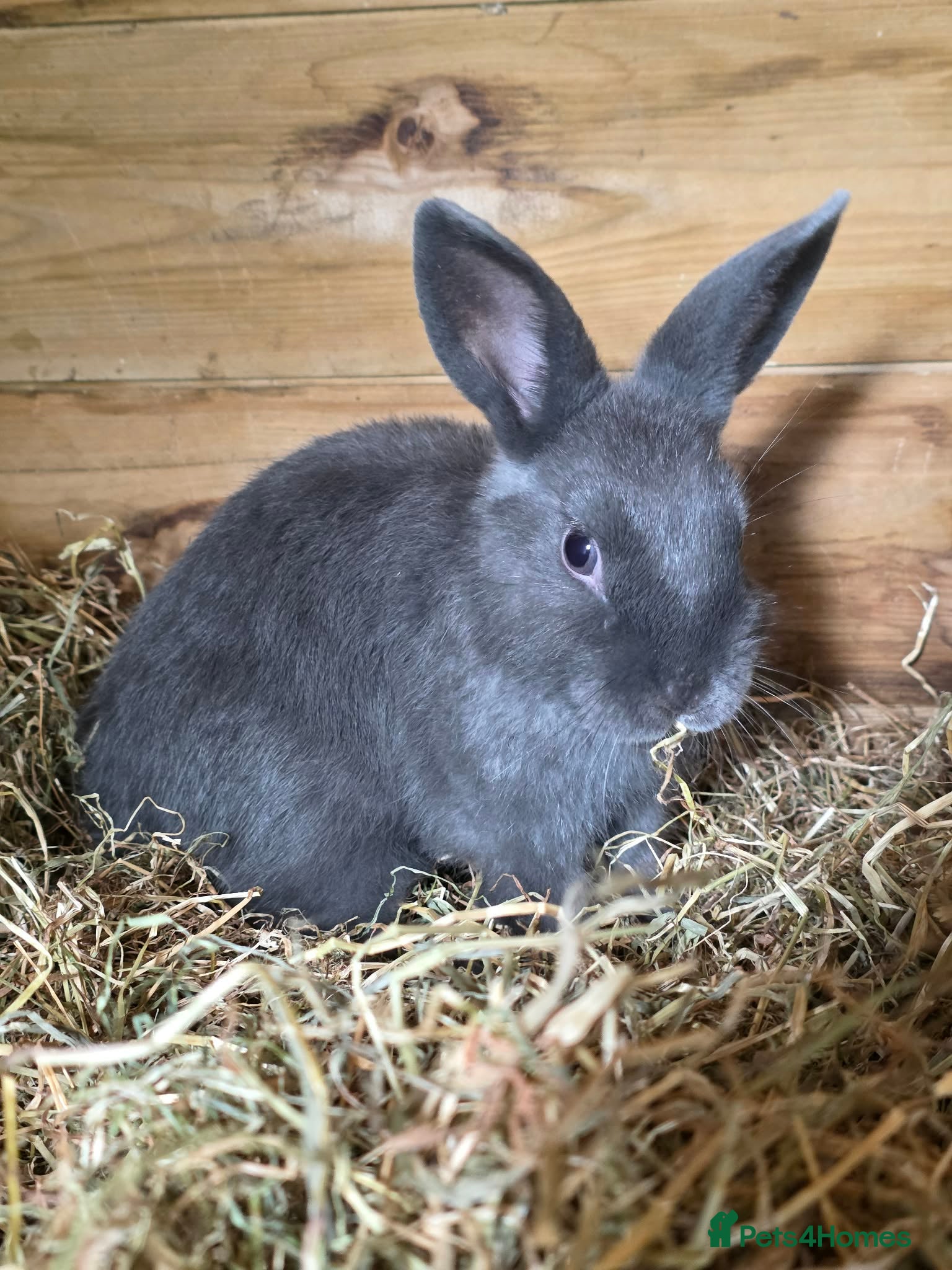 Mixed Breed rabbits Rabbits - Advert 3