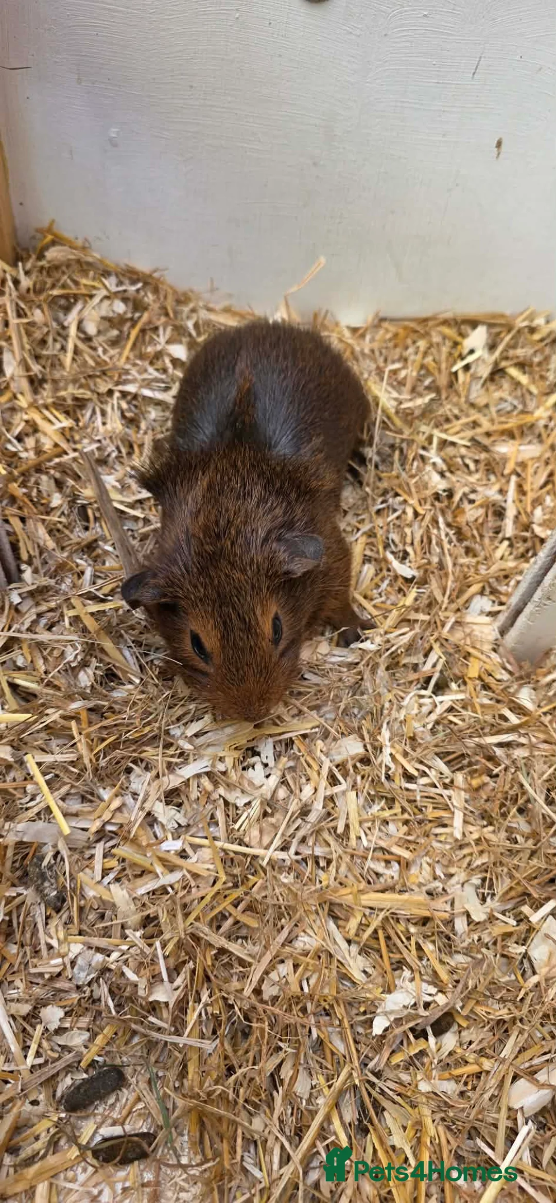Guinea Pig rodents for sale: Boy baby guinea pigs for sale - Advert 10