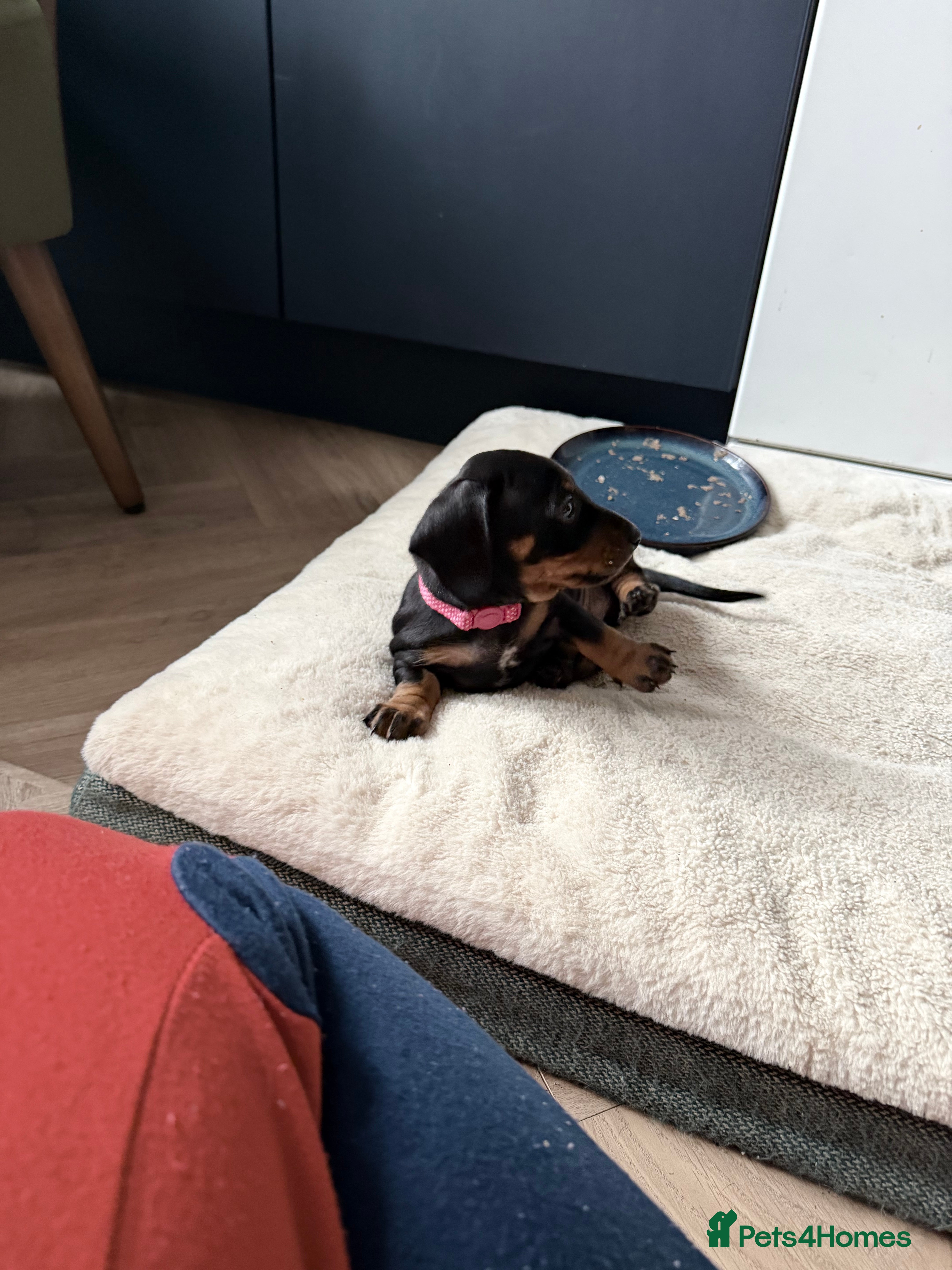 Miniature Dachshund dogs Black and Tan - Pedigree Miniature Dachshunds - Advert 11