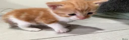 Mixed Breed cats for sale: BEAUTIFUL TORTISHELL KITTEN AND MORE - Advert 14