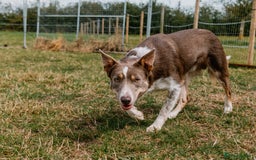 Border Collie dogs for stud: Health tested KC/ISDS smoothcoat lilac for stud  - Image 2