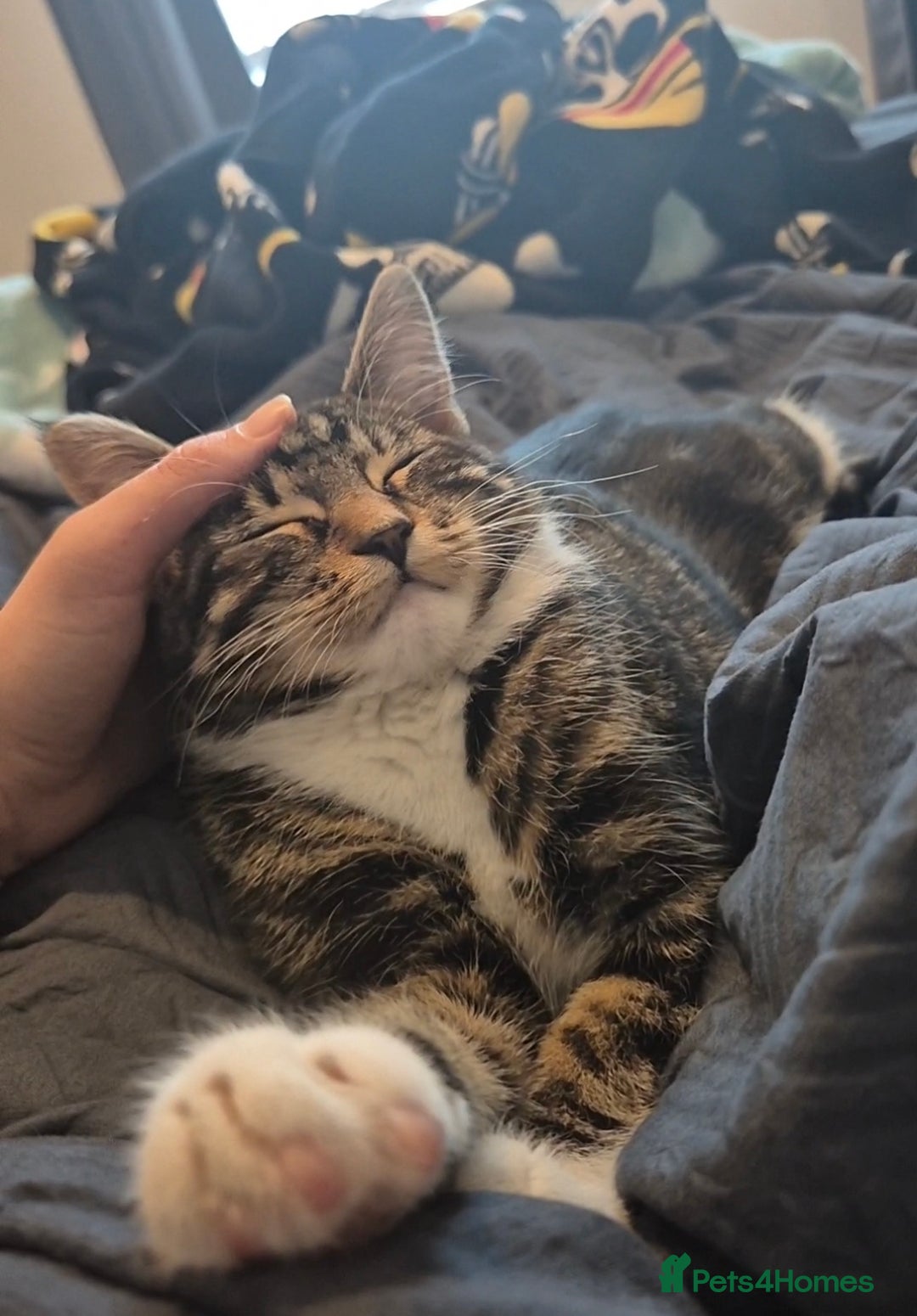 Mixed Breed cats for sale: 6-Month-Old Male Cat – Playful & Affectionate - Advert 7