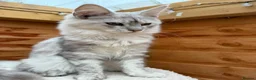 Maine Coon cats for sale: BLUE SILVER SHADED TICA REGISTERED  - Advert 12