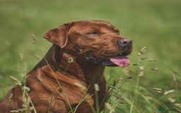 Labrador Retriever dogs for sale: Fox red labradors - Image 17