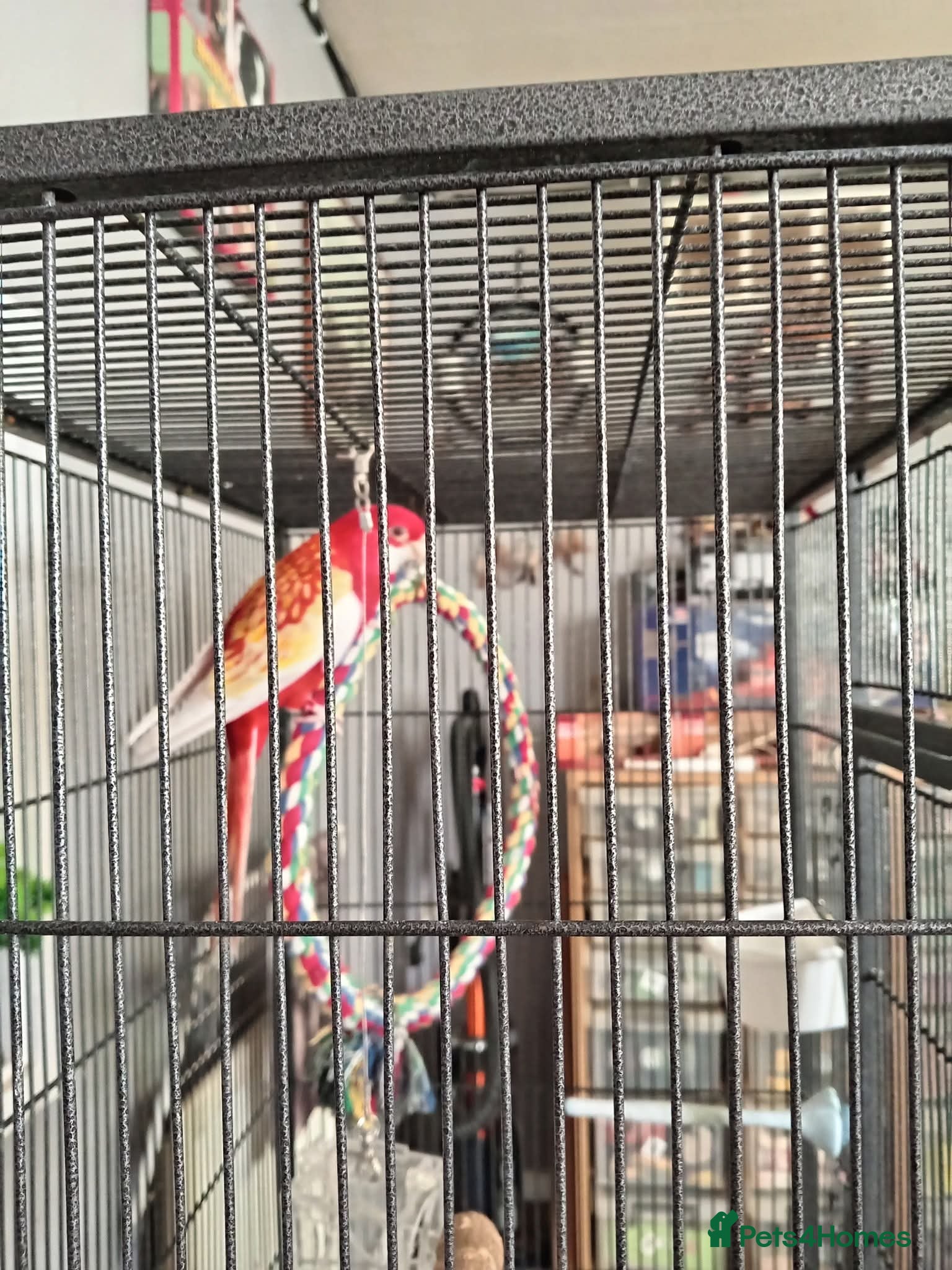 Parakeets birds for sale: Rubino rossella  - Advert 2