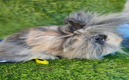 Lionhead rabbits for sale: Double mane lionheads  - Advert 2