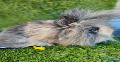 Lionhead rabbits Double mane lionheads  - Advert 2