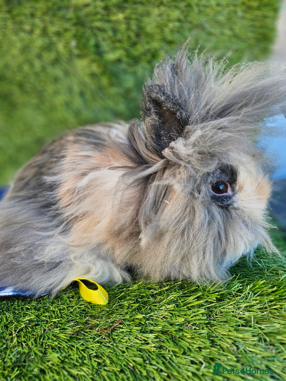 Lionhead rabbits for sale: Double mane lionheads  - Advert 2