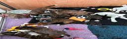Boxer dogs for sale: Gorgeous well bred Boxer puppies - Advert 10
