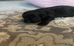 Cockapoo dogs for sale: cockapoo puppies f1 - Image 2