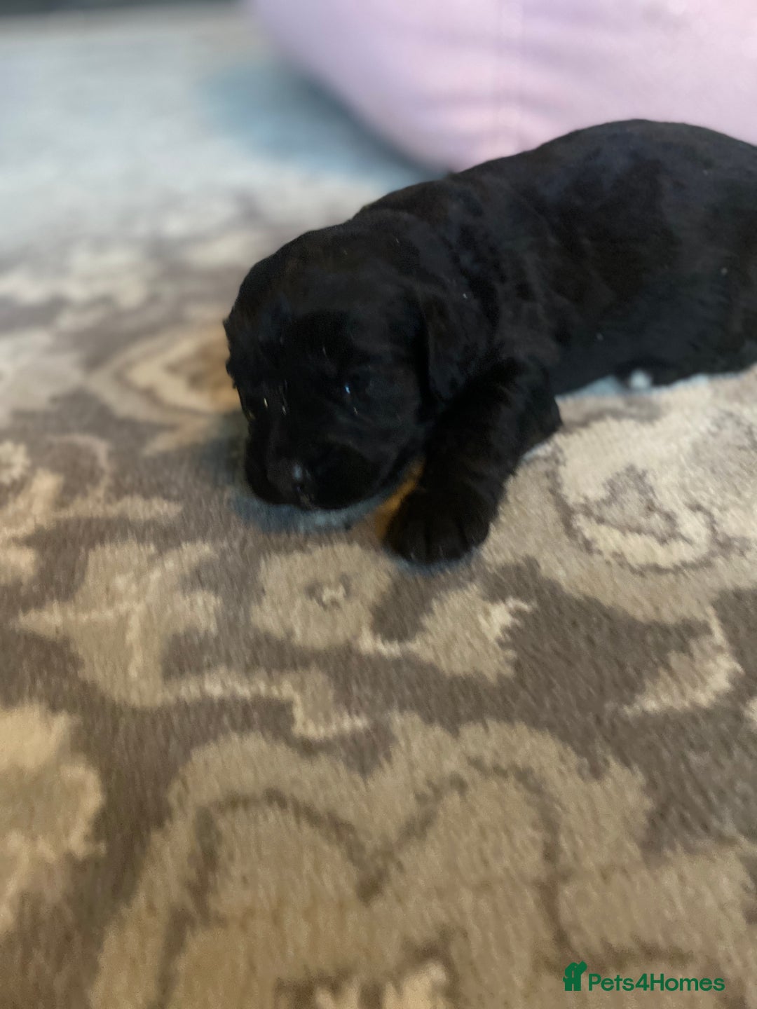 Cockapoo dogs for sale: cockapoo puppies f1 - Image 2