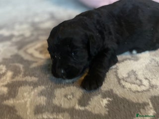 Cockapoo dogs - Advert 5