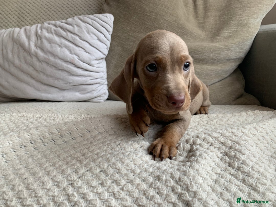 Dachshund dogs for sale: 🌈🌈rainbow litter 🌈🌈 - Image 4
