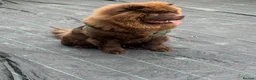 Chow Chow dogs for sale: Chunky chow  - Advert 4
