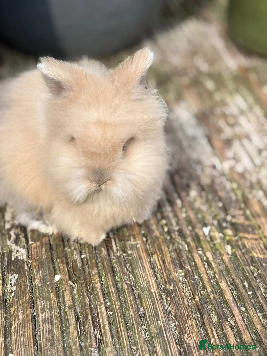 Lionhead rabbits for sale: Double Manned Lionhead Dwarf Rabbits in Leicester - Advert 2