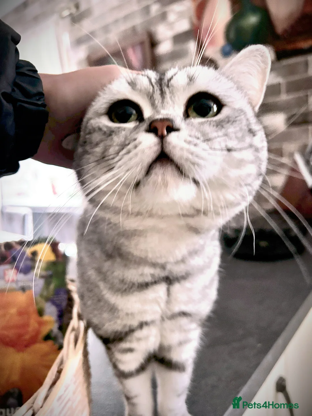 British Shorthair cats for sale: GSSF active BSH silver tabby Stud - Advert 4