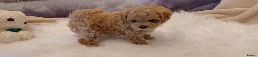 Maltipoo Puppy Blue Collar 