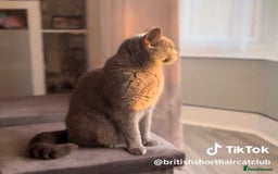 British Shorthair cats for sale: Beautiful Blue British Shorthair female cat QUEEN - Image 15