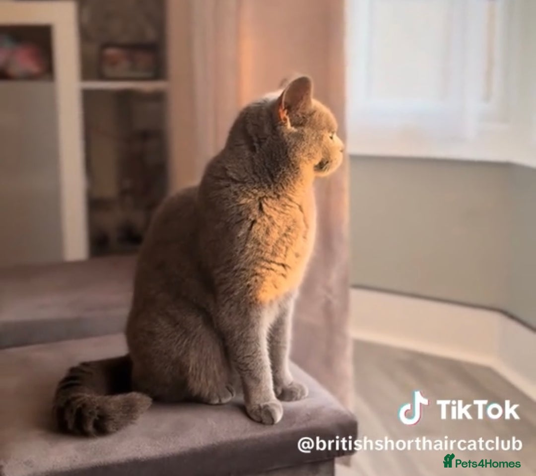 British Shorthair cats for sale: Beautiful Blue British Shorthair female cat QUEEN - Image 15