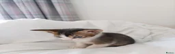 Abyssinian cats for sale: Abyssinian X (Abyssinian X) - Advert 12