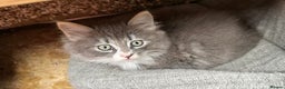 Norwegian Forest Cat cats for sale: 7 Exceptionally beautiful Norwegian Forest kittens - Advert 17
