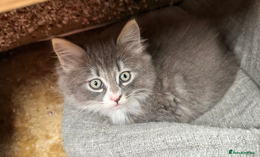 Norwegian Forest Cat cats for sale: 7 Exceptionally beautiful Norwegian Forest kittens - Advert 17