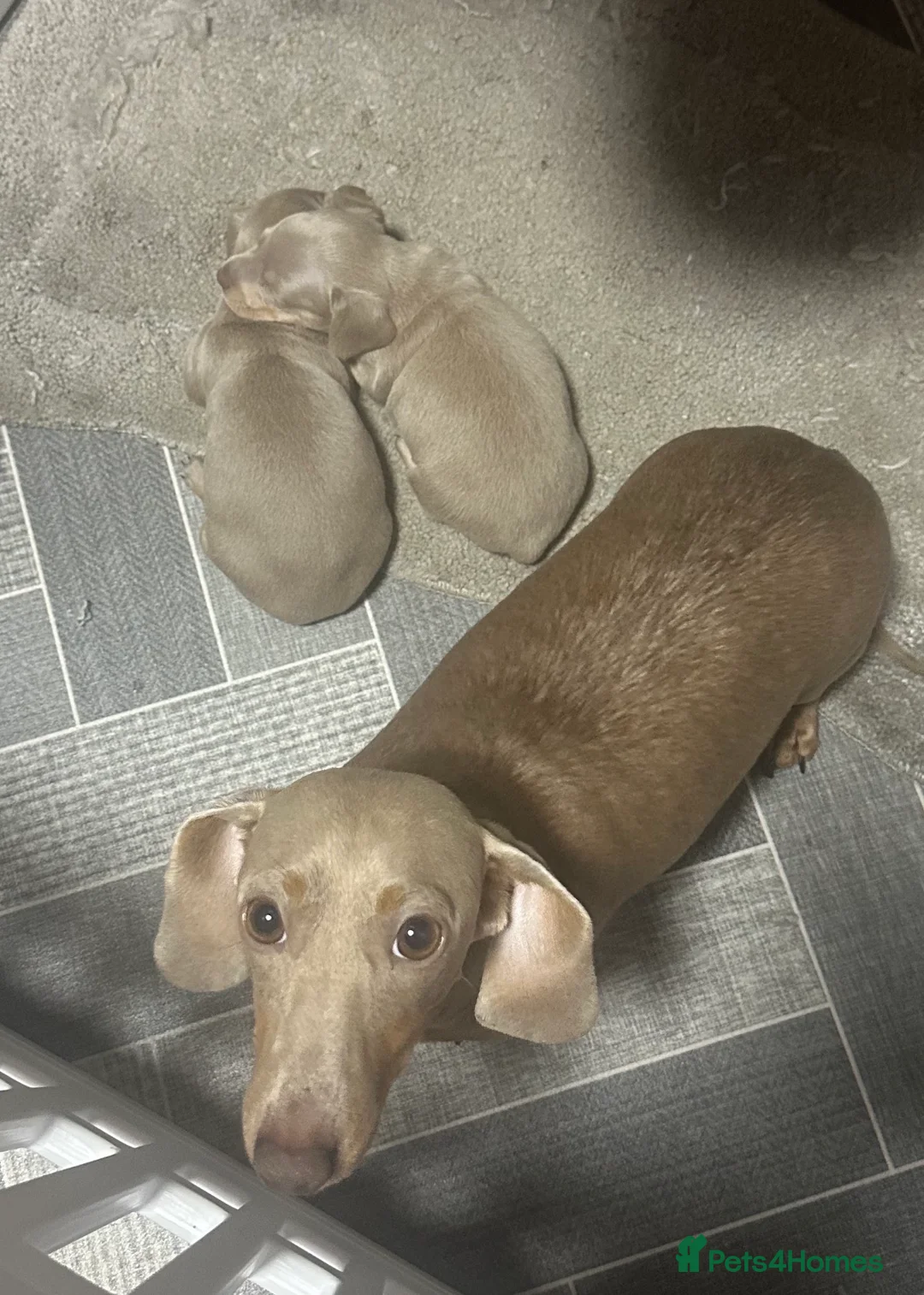 Miniature Dachshund dogs for sale: 2 lovely miniature sausage dog boys  - Advert 6
