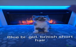 British Shorthair cats for sale: Full pedigree, British short hairs ready now. - Image 3