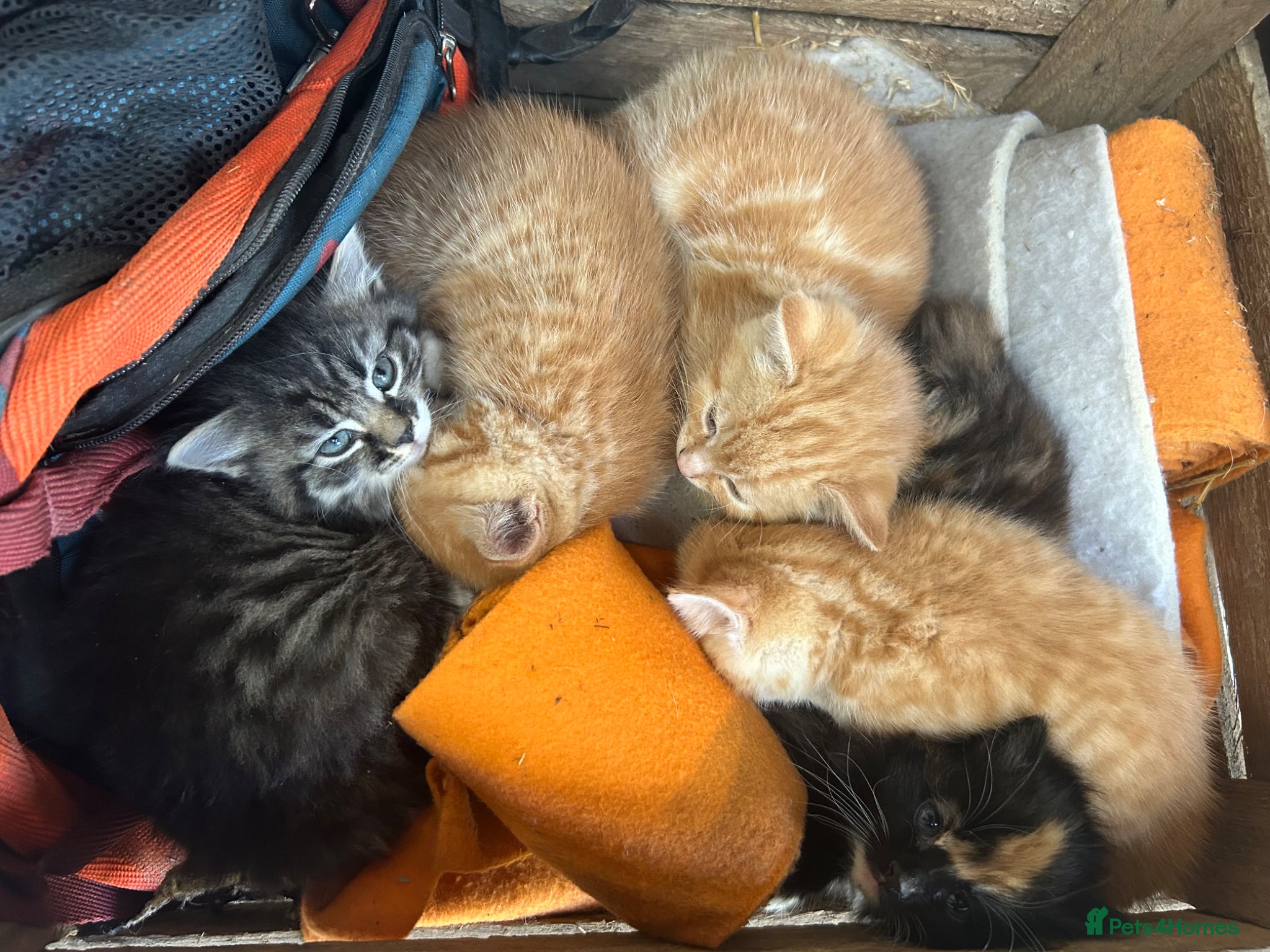 Mixed Breed cats Ginger girls  - Advert 1