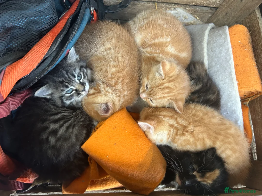 Mixed Breed cats for sale: Ginger girls  - Advert 1