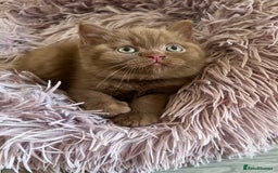 British Shorthair cats for sale: Show quality cinnamon BSH kittens - Image 7