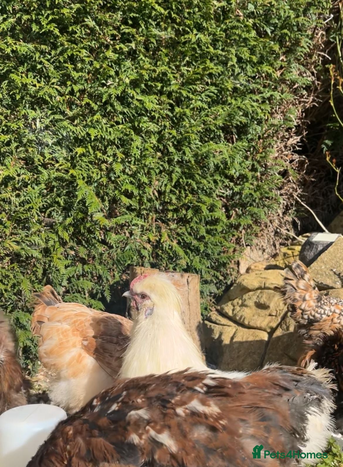 Chickens poultry White Silkie with Straight Comb  - Advert 3
