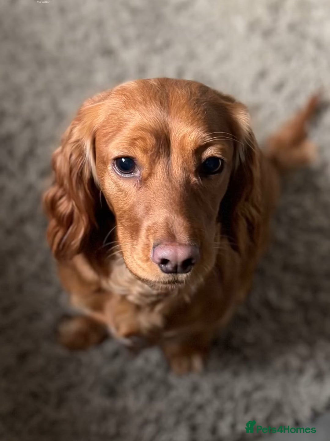 Cocker Spaniel dogs for sale: Outstanding simbawood line cocker spaniels  - Image 6