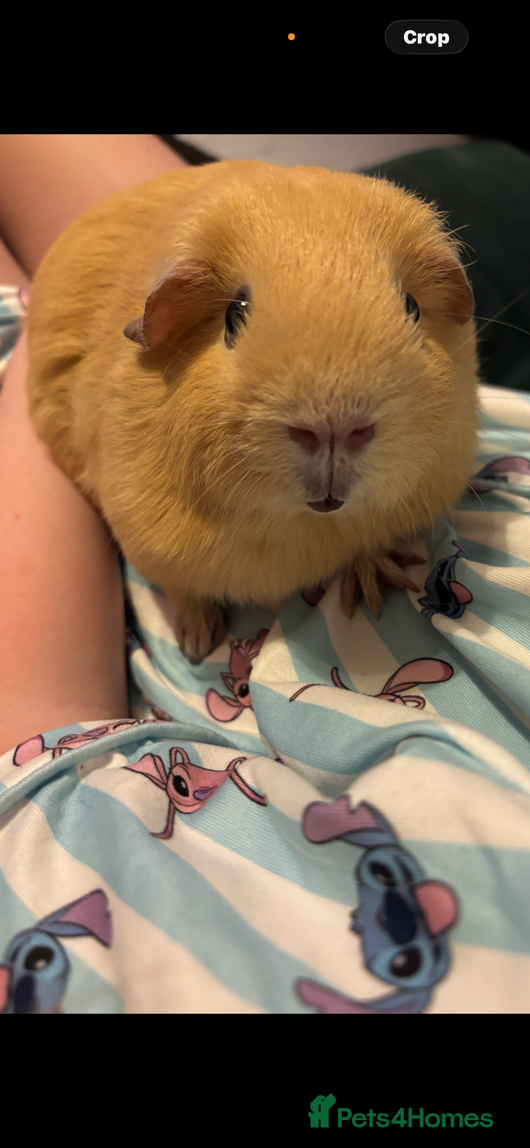 Guinea Pig rodents for sale: Two guinea pigs for sale - Advert 2