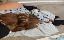 Miniature Dachshund dogs for sale: Minature short haired dachshund  - Image 11
