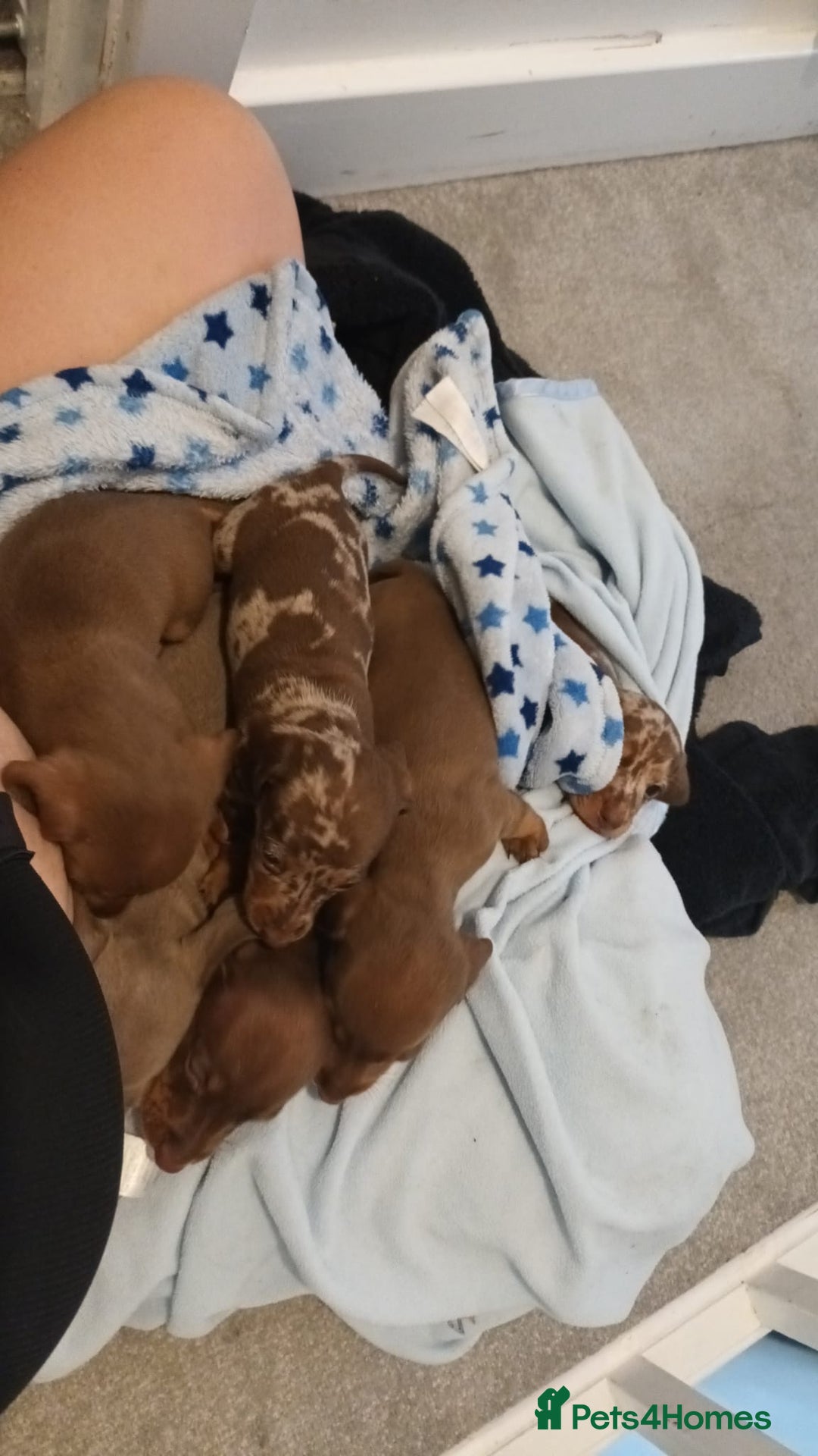 Miniature Dachshund dogs for sale: Minature short haired dachshund  - Image 11