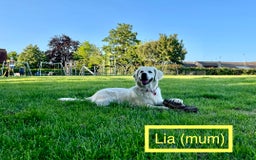 Golden Retriever dogs for sale: KC-Reg Golden Puppies @ Sunaraelia - Due 23/10/25 - Image 11