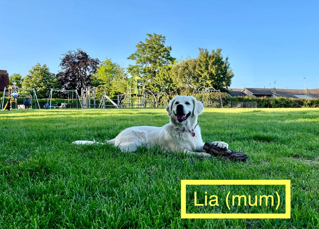 Golden Retriever dogs for sale: KC-Reg Golden Puppies @ Sunaraelia - Due 23/10/25 - Image 11