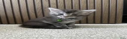 Maine Coon cats for sale: Pedagree GCCF Registered Maine Coon Kittens - Advert 9