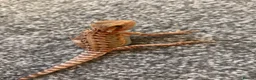Bearded Dragon reptiles for sale: Female bearded dragon  - Advert 2