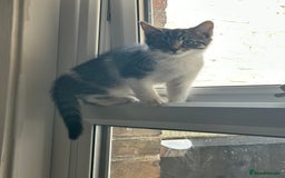 British Longhair cats for sale: British Longhair cross Bengal - Image 8