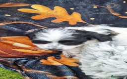 Poochon dogs for sale: 2 beautiful poochon girls - Image 4