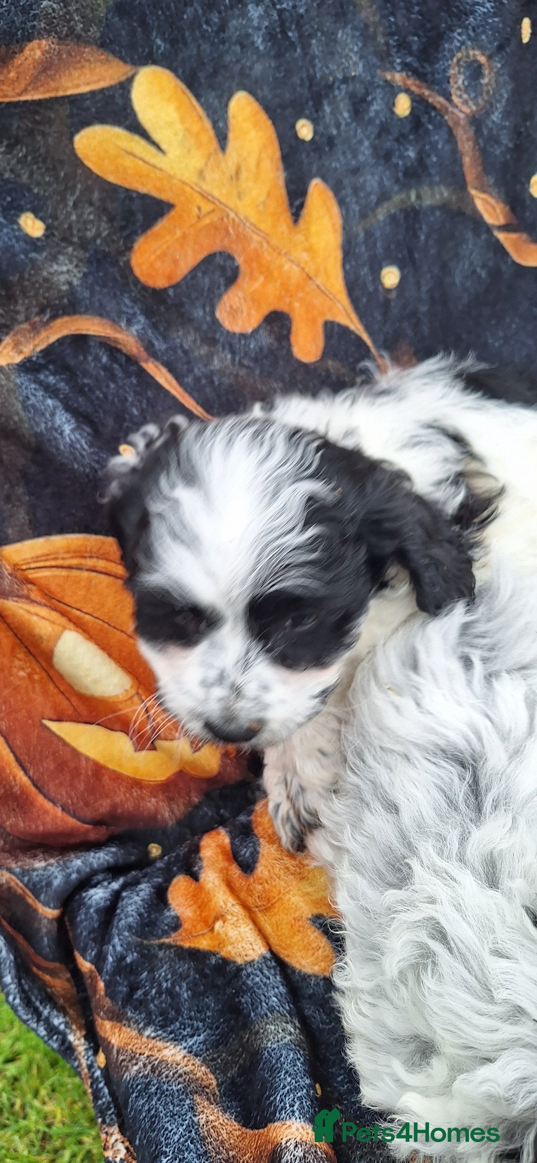 Poochon dogs for sale: 2 beautiful poochon girls - Image 4