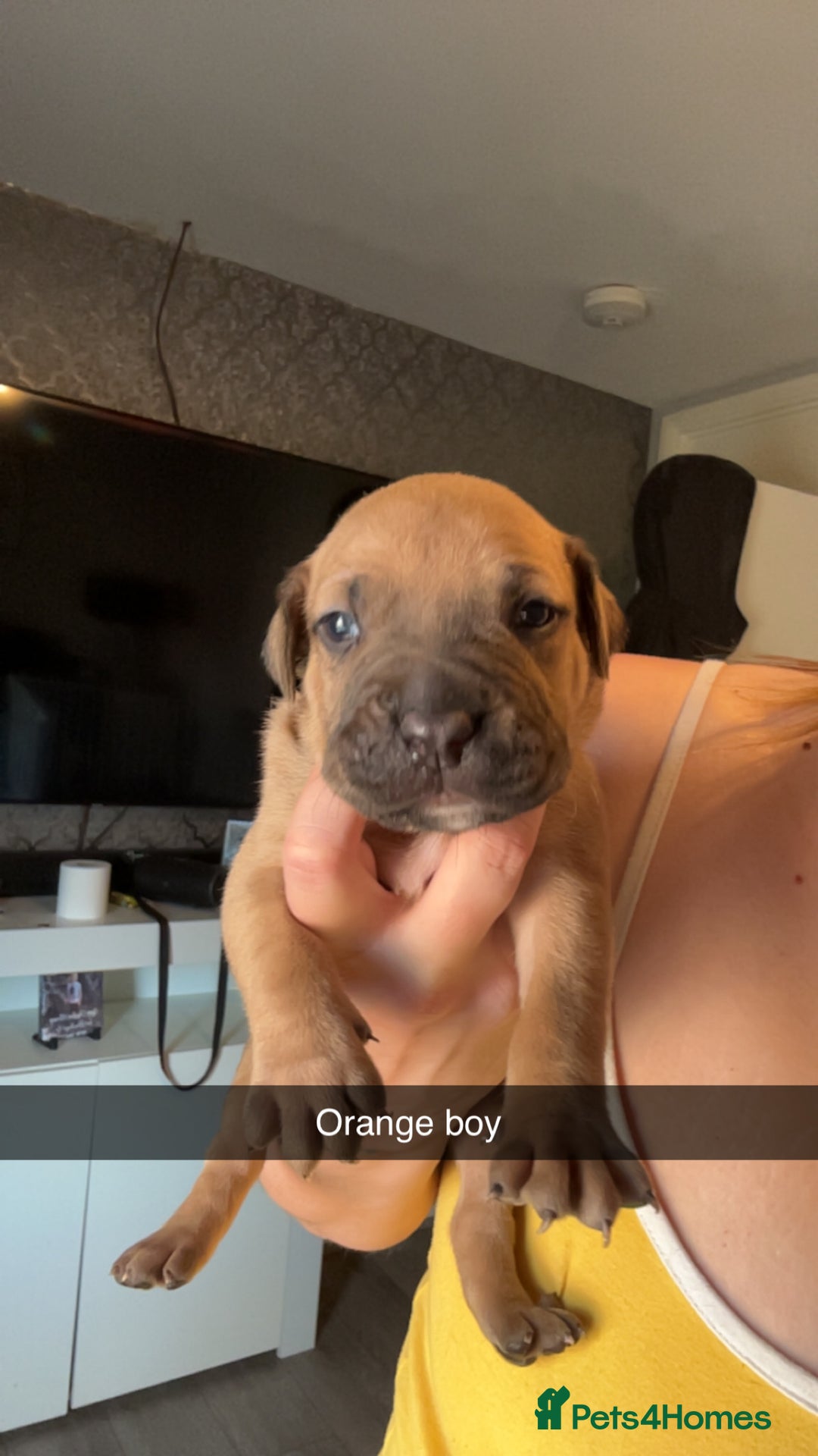 American Bully dogs for sale: American bully puppies - Image 6